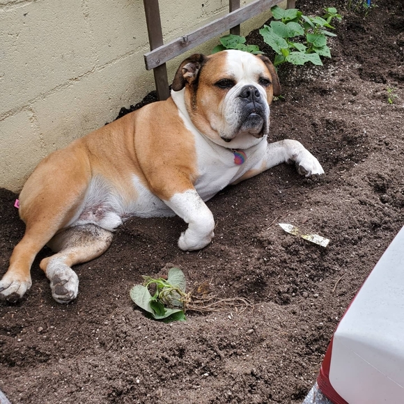 Meet your Posher, Laura - Picture 7 of 13